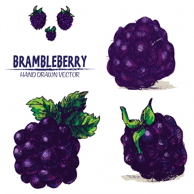Blackberry Fruit Vectors, Photos And Free Download 626x626 Blackberry Fruit Vectors, Photos And Free Download
