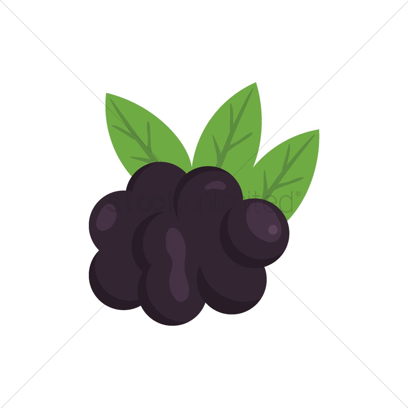 1300x1300 Blackberry Vector Image