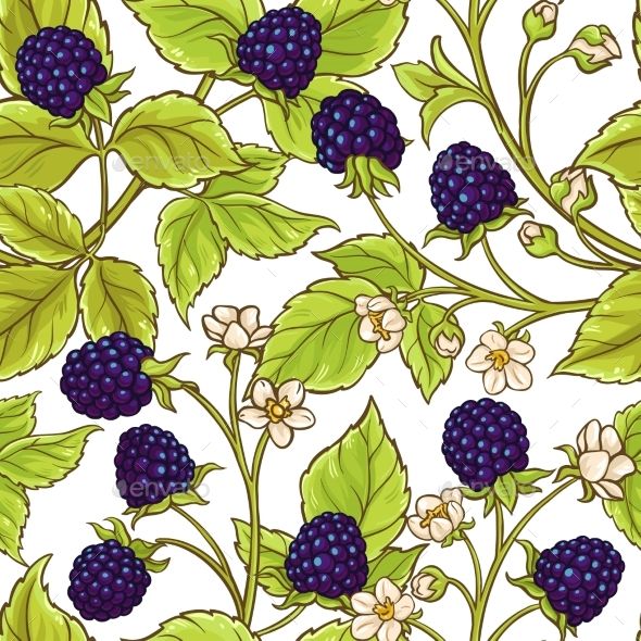 590x590 Blackberry Vector Pattern