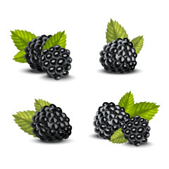 240x240 Blackberry Vector Photos, Royalty Free Images, Graphics, Vectors