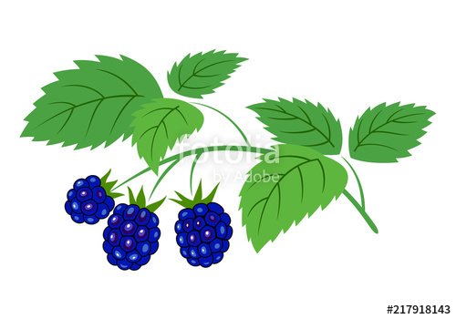 500x350 Blackberry Branch With Berries Vector Illustration Ripe