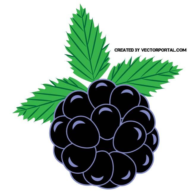 660x660 Blackberry Clip Art Vector