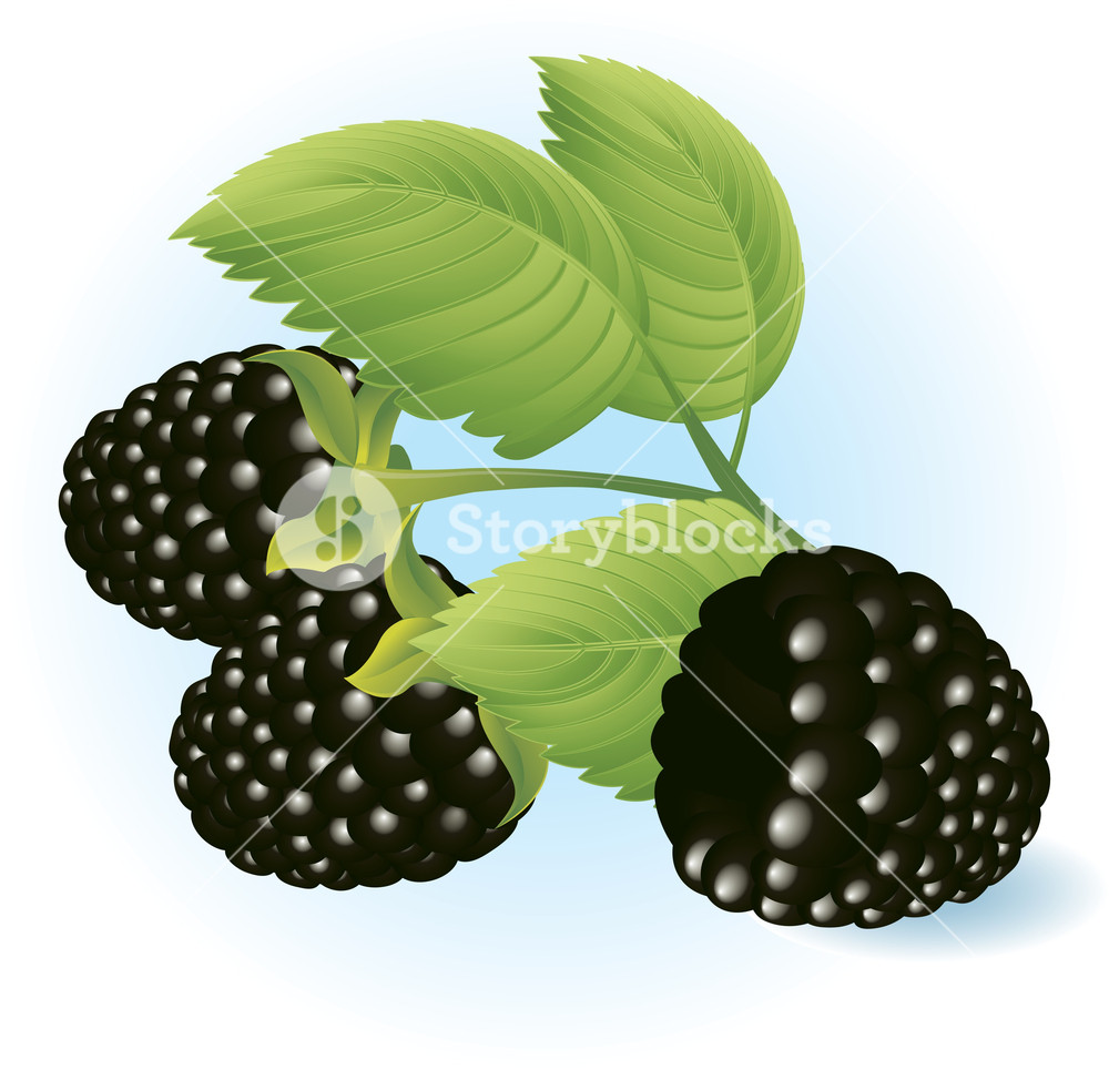 1000x965 Blackberry Vector Royalty Free Stock Image