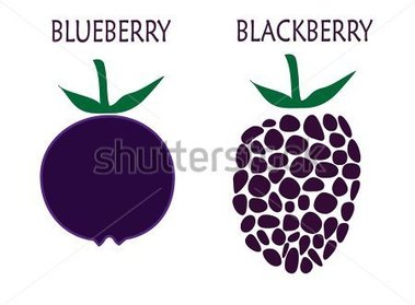 379x279 Blueberry And Blackberry Vector Illustration Stock Vector