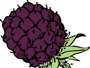 310x233 Free Blackberry Vector Free Vectors Ui Download