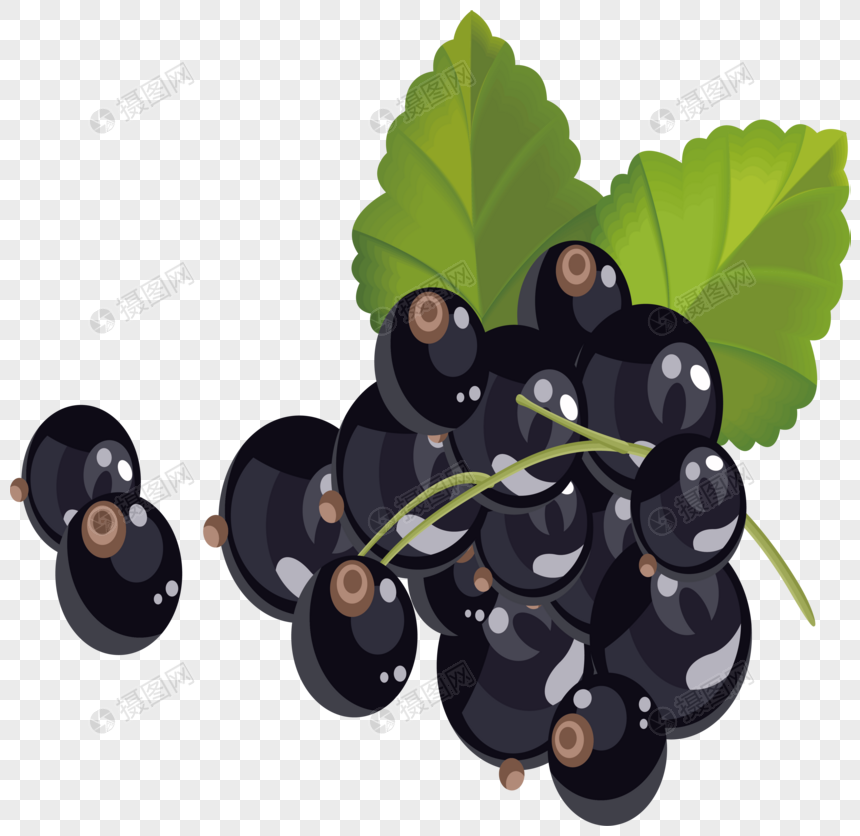 860x836 Hand Drawn Grapevine Blackberry Vector Png Image Picture Free