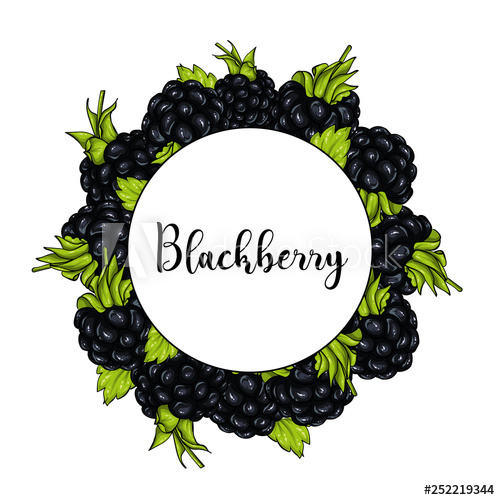 500x500 Beautiful Ripe Blackberry Vector Illustration Berries And Fruits