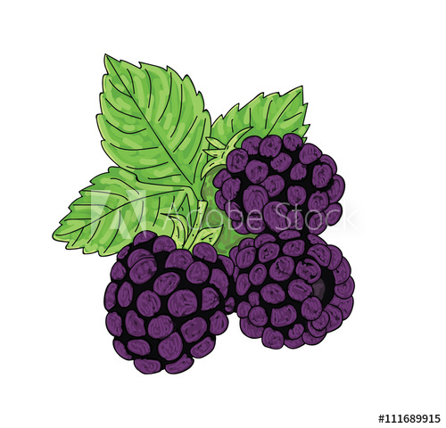 500x480 Blackberry, Vector Illustration
