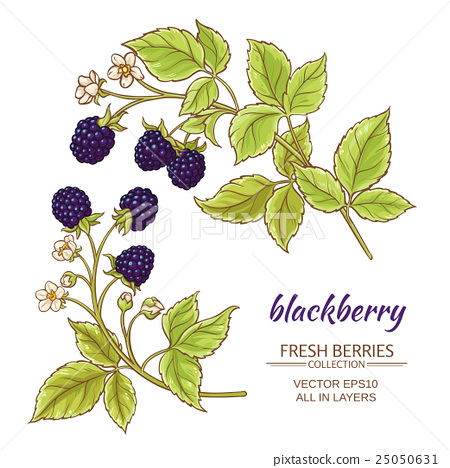 450x468 Blackberry Vector Set