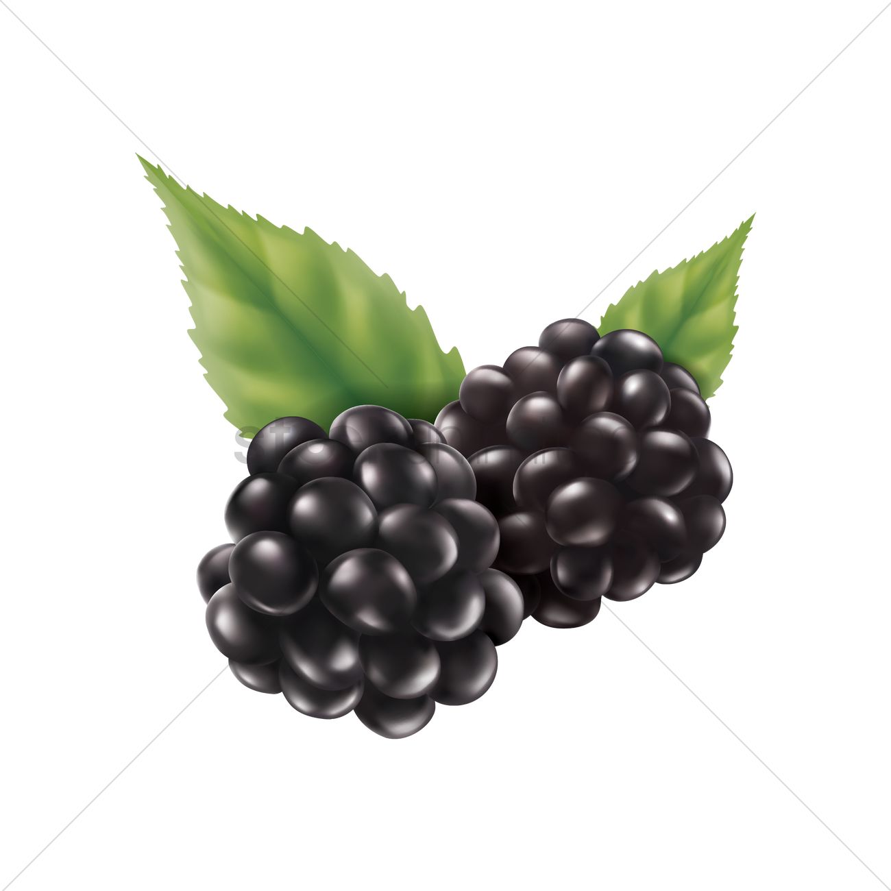 1300x1300 Blackberry Vector Image