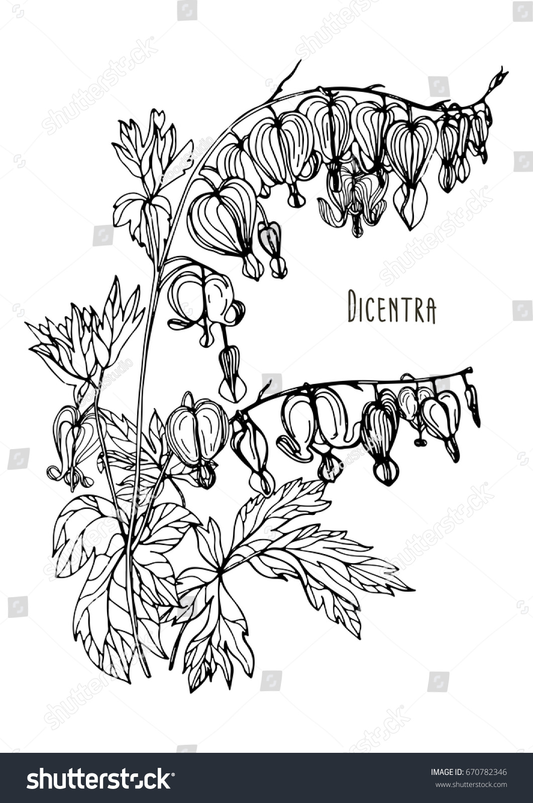 1061x1600 Huge Collection Of 'bleeding Heart Flower Drawing' Download More