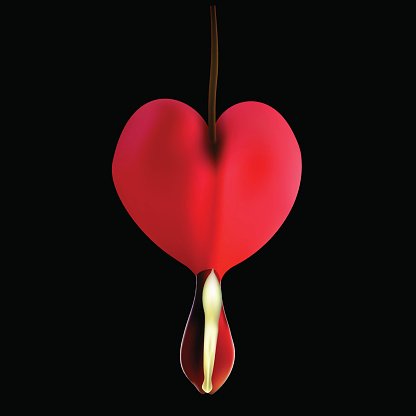 416x416 Red Bleeding Heart Flowers In The Spring Stock Vectors
