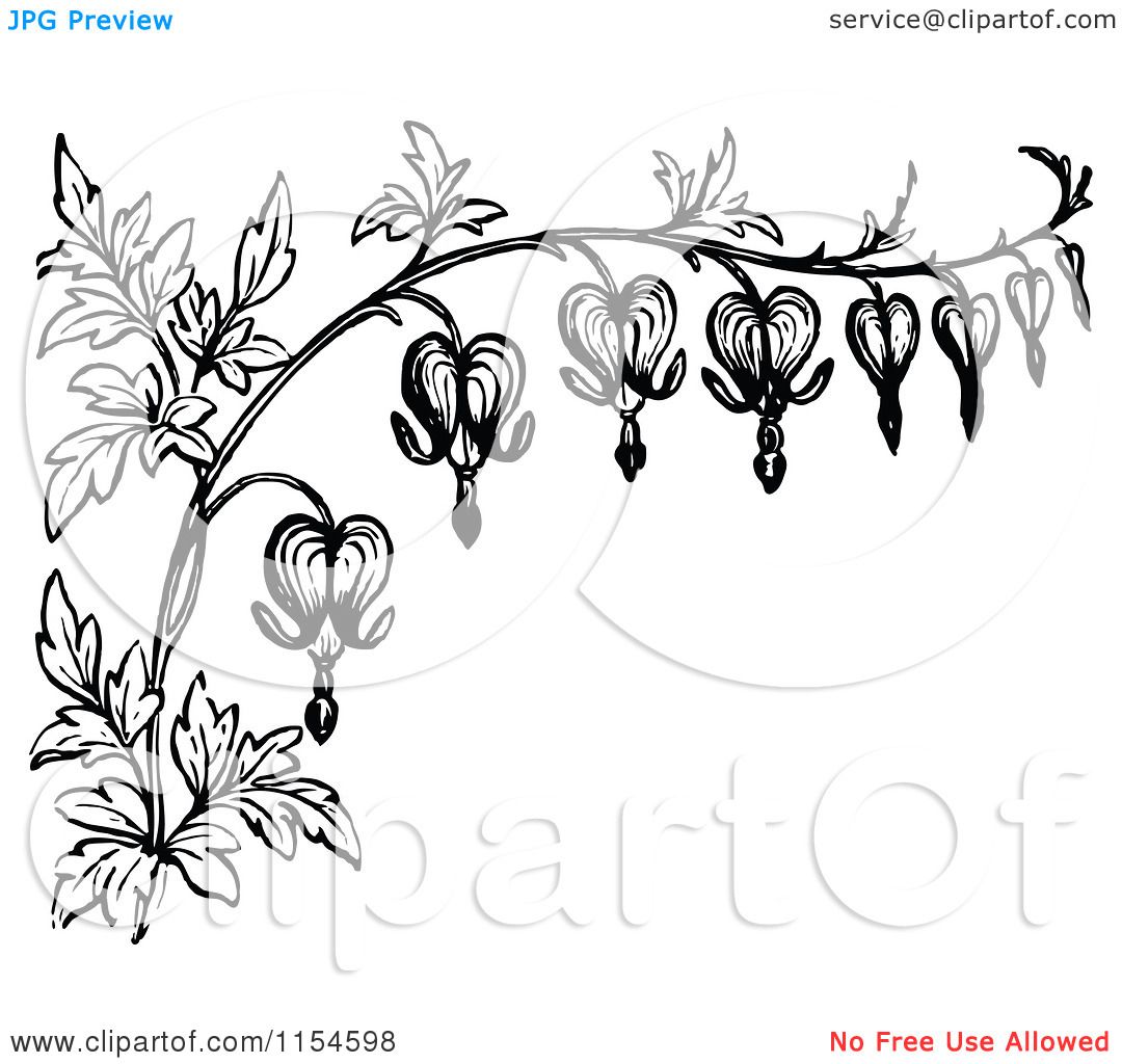1080x1024 Stylized Bleeding Heart Flower Drawing White Border