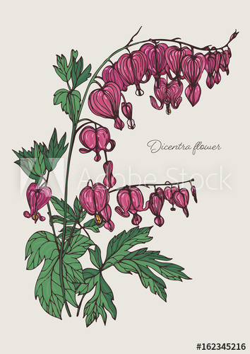 354x500 Bleeding Heart Flower Hand Drawn Colorful Vector Illustration