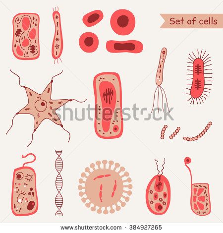 450x470 Set Of Cells Bacteria, Virus, Dna, Blood Cell, Animal Cell