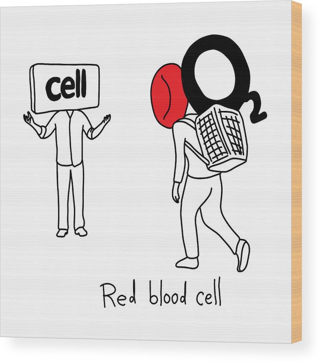 656x740 Metaphor Function Of Red Blood Cell To Transport Oxygen To Body