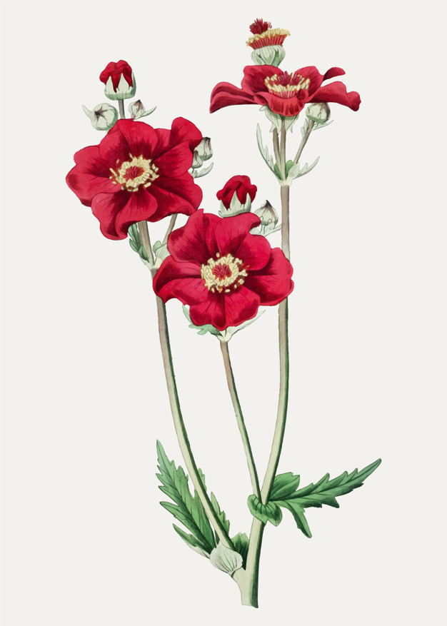 626x877 Bloody Mary Vectors, Photos And Free Download