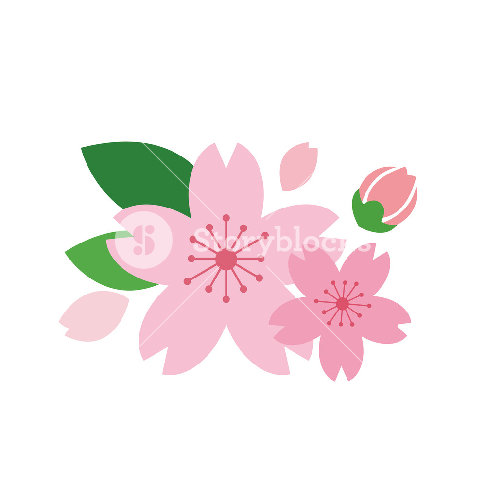 1000x1000 Nature Flower Pink Cherry Blossom, Vector Botanic Garden Floral