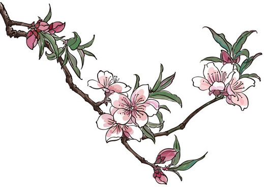 519x368 Peach Blossom Vector Free Vector Download