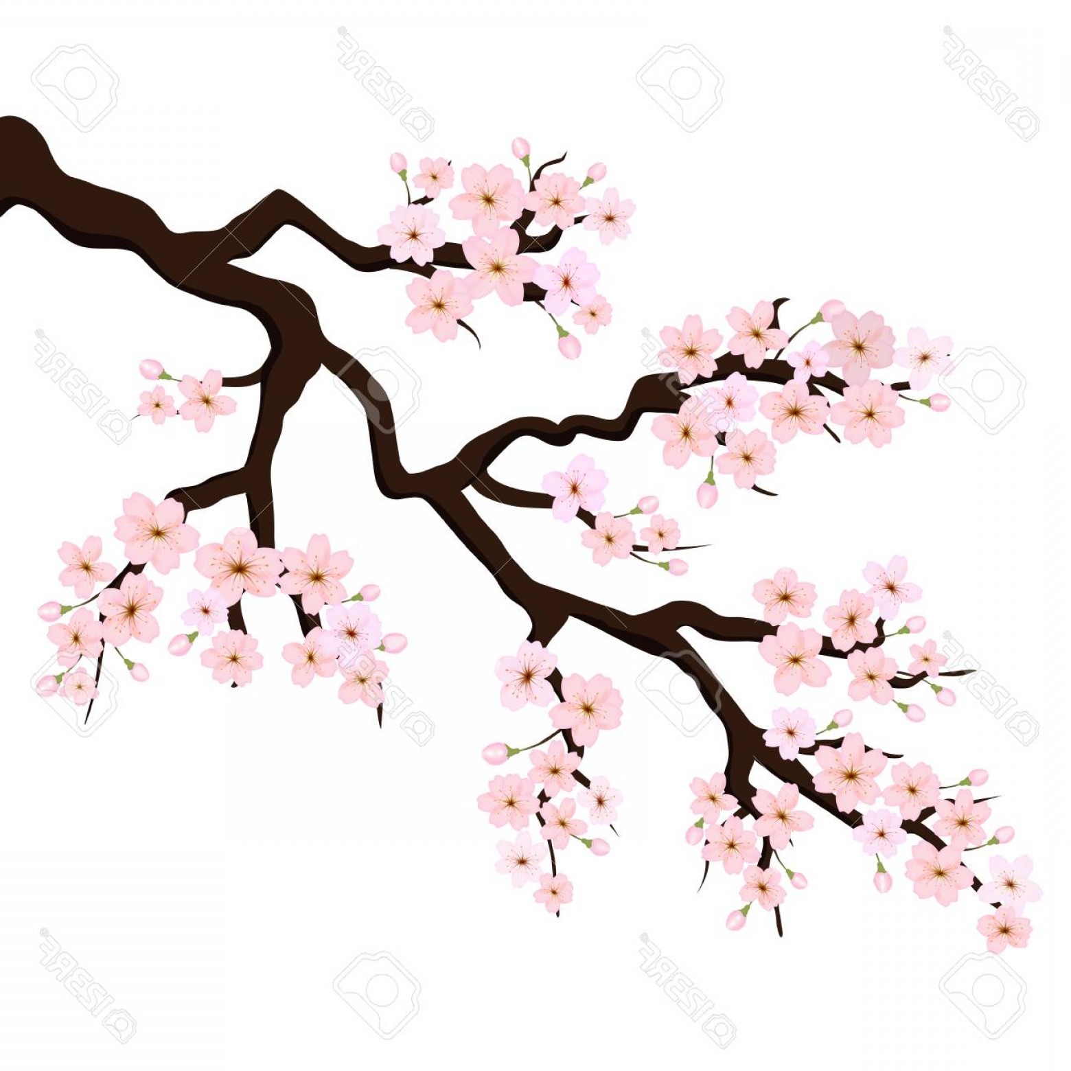 1560x1560 Photostock Vector Branch Of Sakura Or Cherry Blossoms Vector