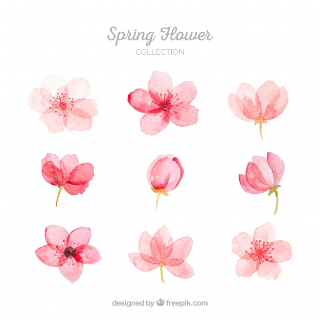 626x626 Blossom Vectors, Photos And Free Download