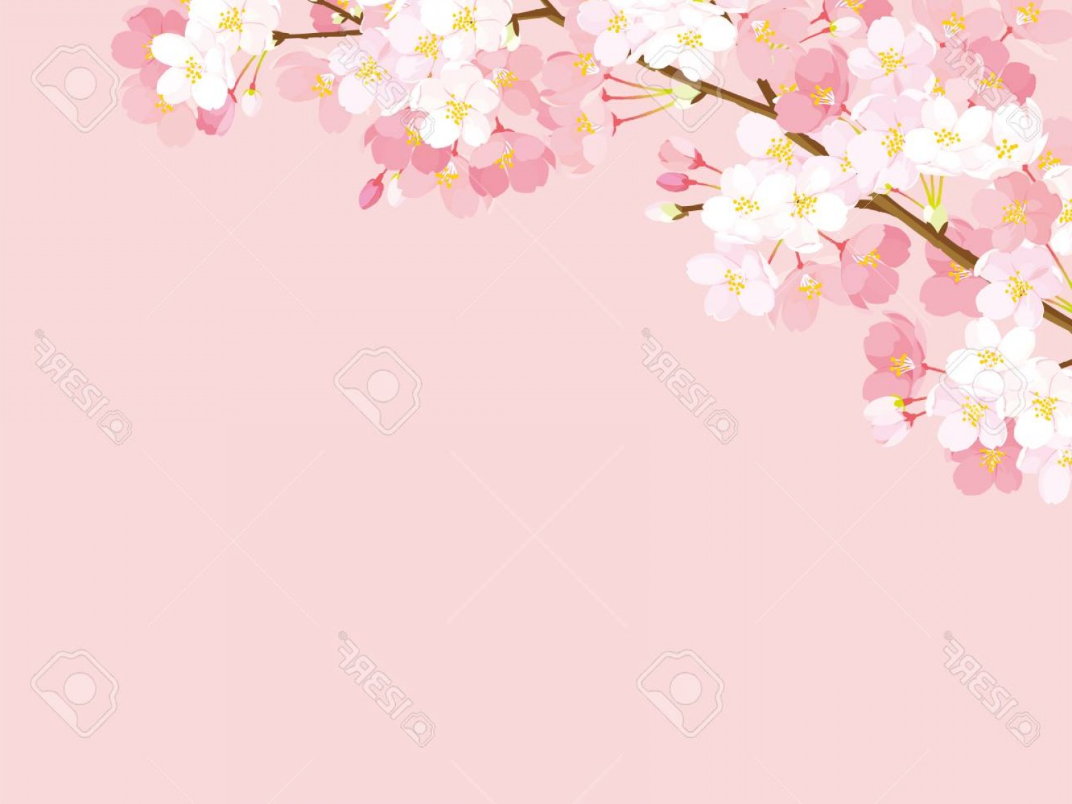 1560x1170 Photostock Vector Pink Cherry Blossom Vector Illustration On Pink