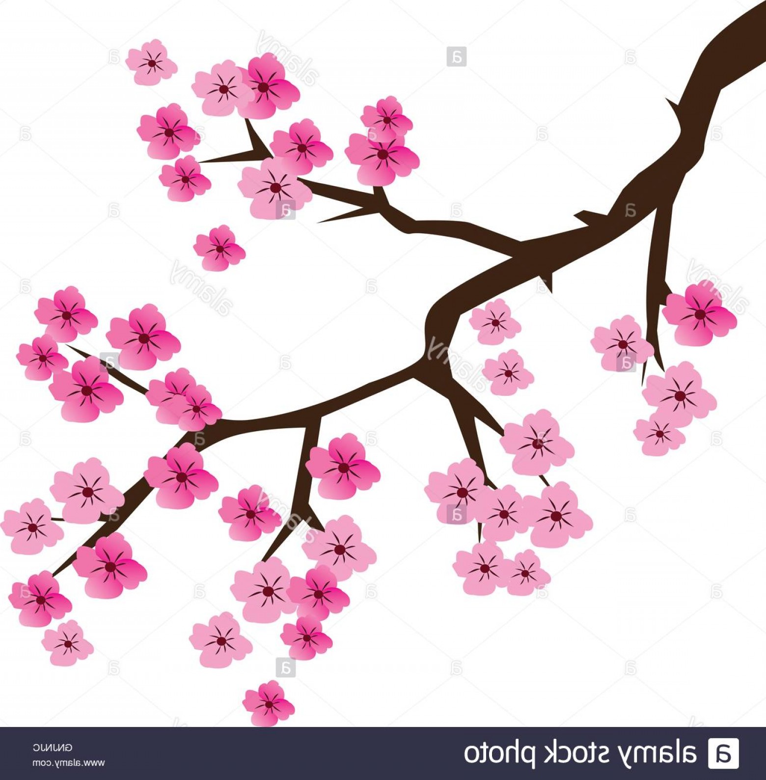 1560x1588 Stock Photo Cherry Blossom Vector Cqrecords