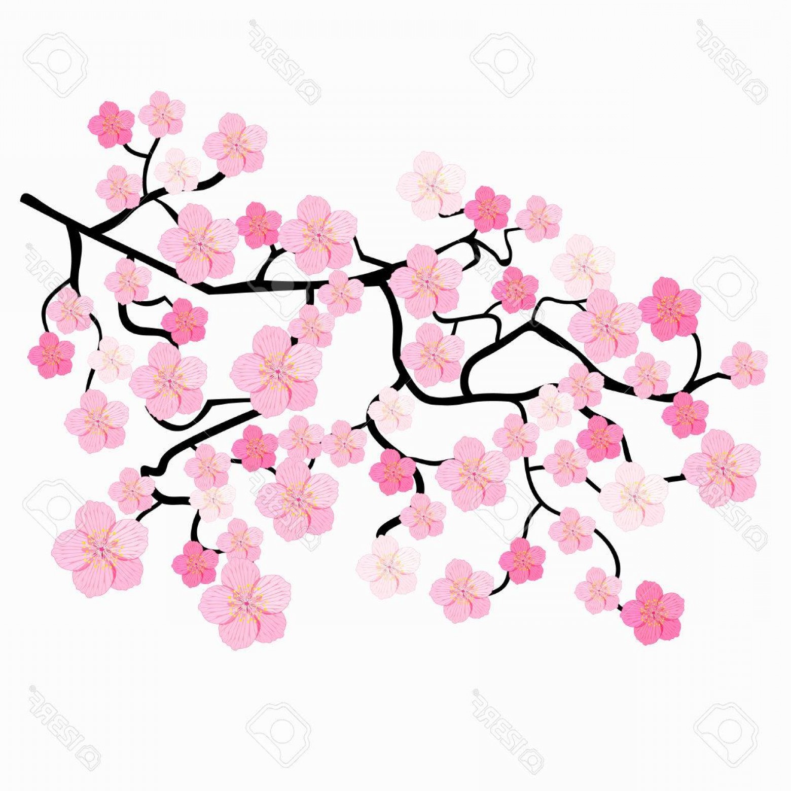 1560x1560 Branches Of Japanese Cherry Blossoms Vector Illustration Handandbeak