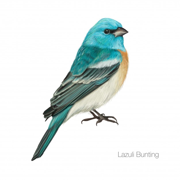 Exotic Blue Cardinal Bird Vector Premium Download 626x626 Exotic Blue Cardinal Bird Vector Premium Download