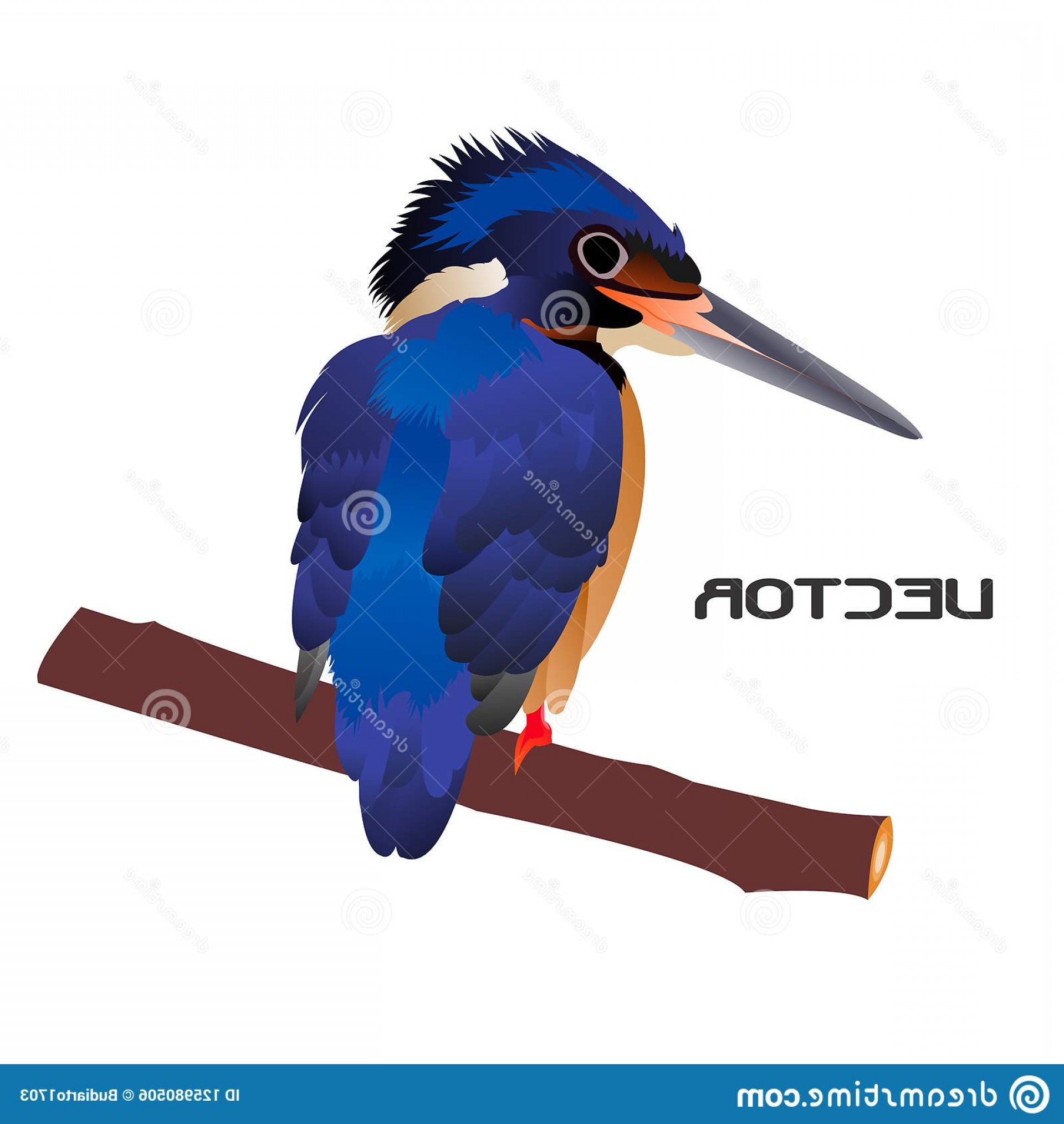 Perched Bird Vector Hoodamath 1920x2028 Perched Bird Vector Hoodamath