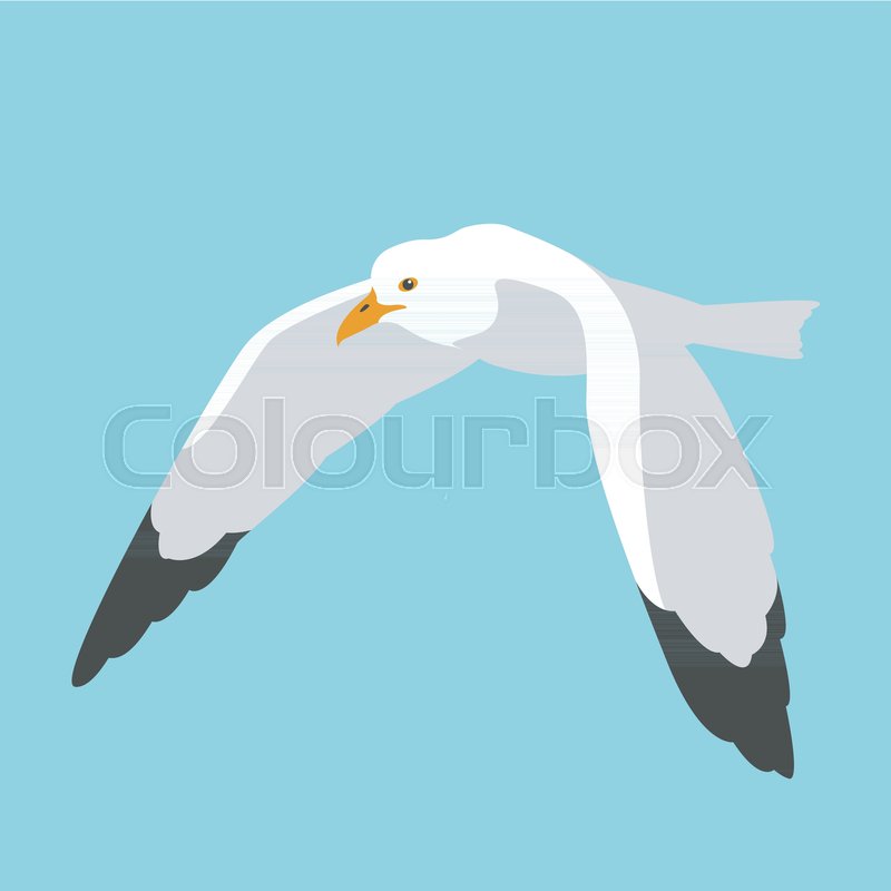 Seagull Bird Vector Illustration Flat Stock Vector Colourbox 800x800 Seagull Bird Vector Illustration Flat Stock Vector Colourbox
