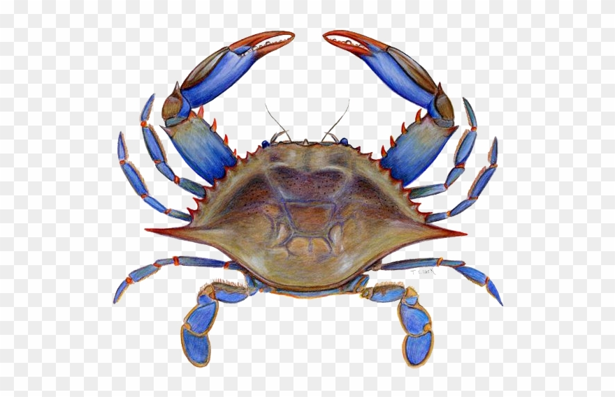 880x569 Blue Crab Vector