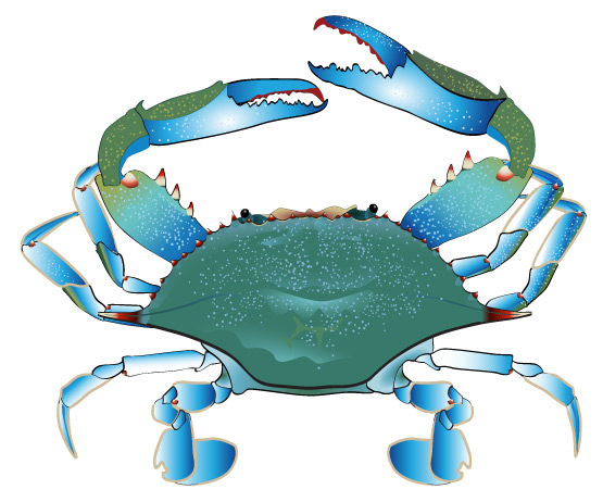 555x462 Blue Crab Clip Art