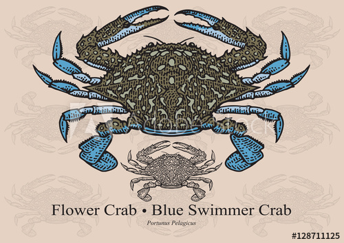 500x354 Flower Crab, Blue Swimmer Crab Vector Illustration For Artwork