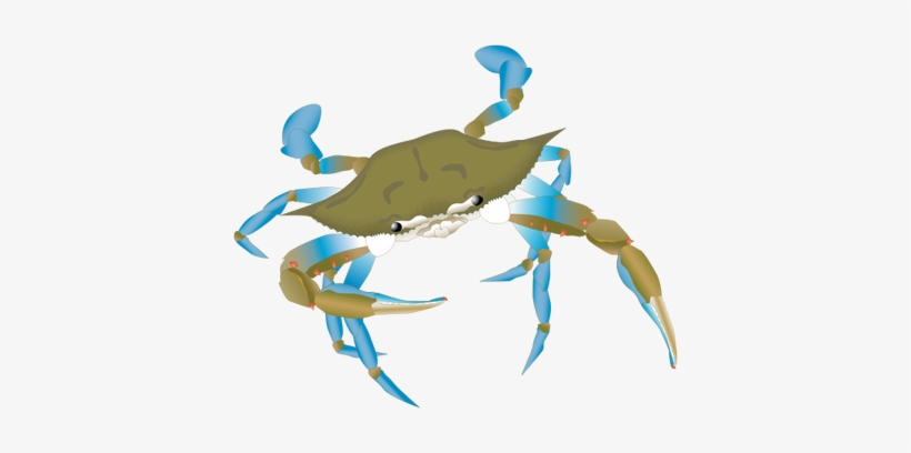 820x408 Blue Crab Drawing