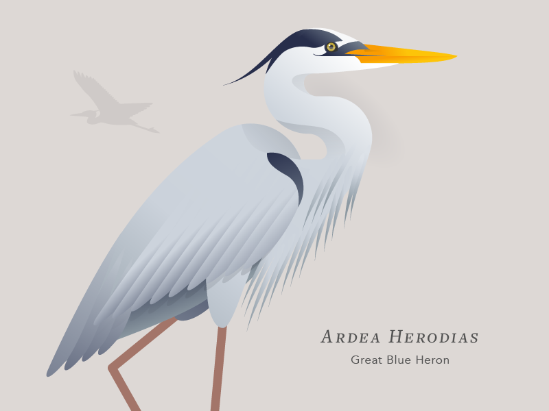 Blue Heron Vector at Vectorified.com | Collection of Blue Heron Vector
