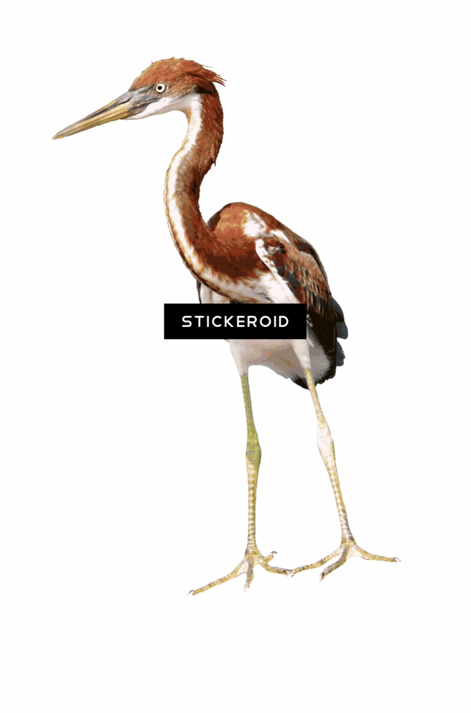 920x1391 Heron Vector Water Bird