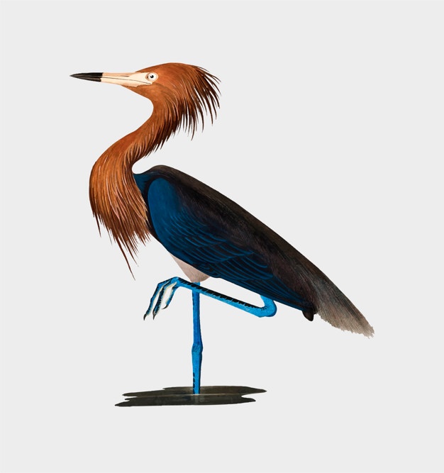Blue Heron Vector at Vectorified.com | Collection of Blue Heron Vector
