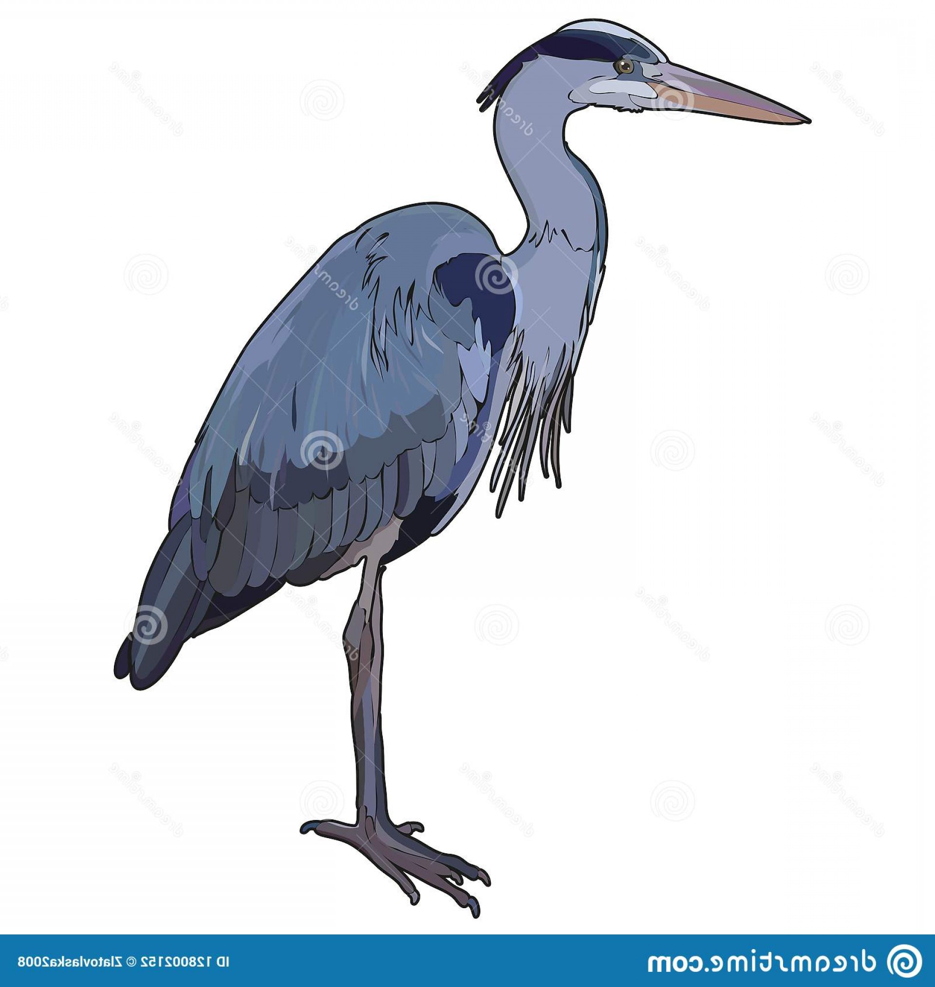 Blue Heron Vector at Vectorified.com | Collection of Blue Heron Vector ...