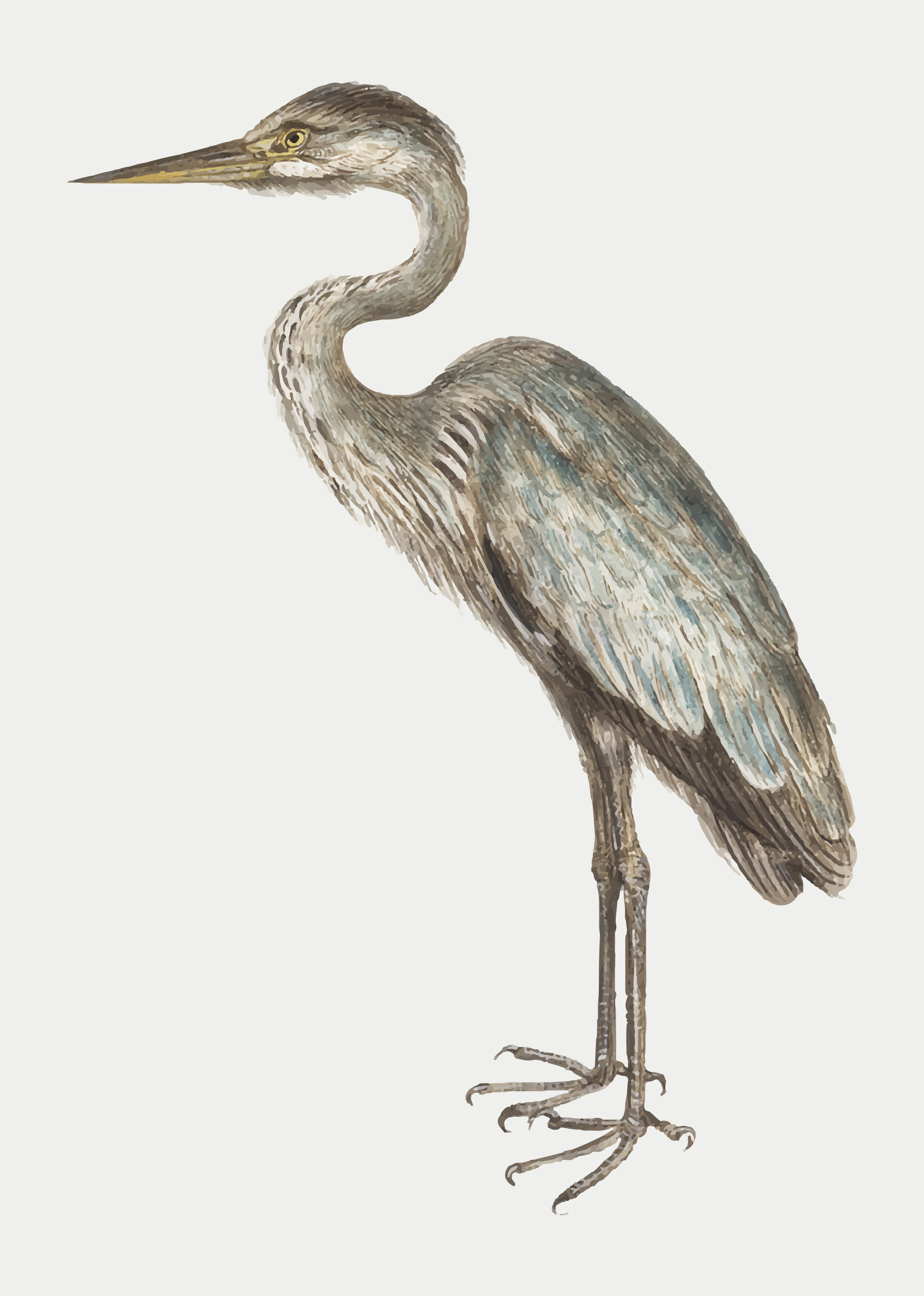 Blue Heron Vector at Vectorified.com | Collection of Blue Heron Vector