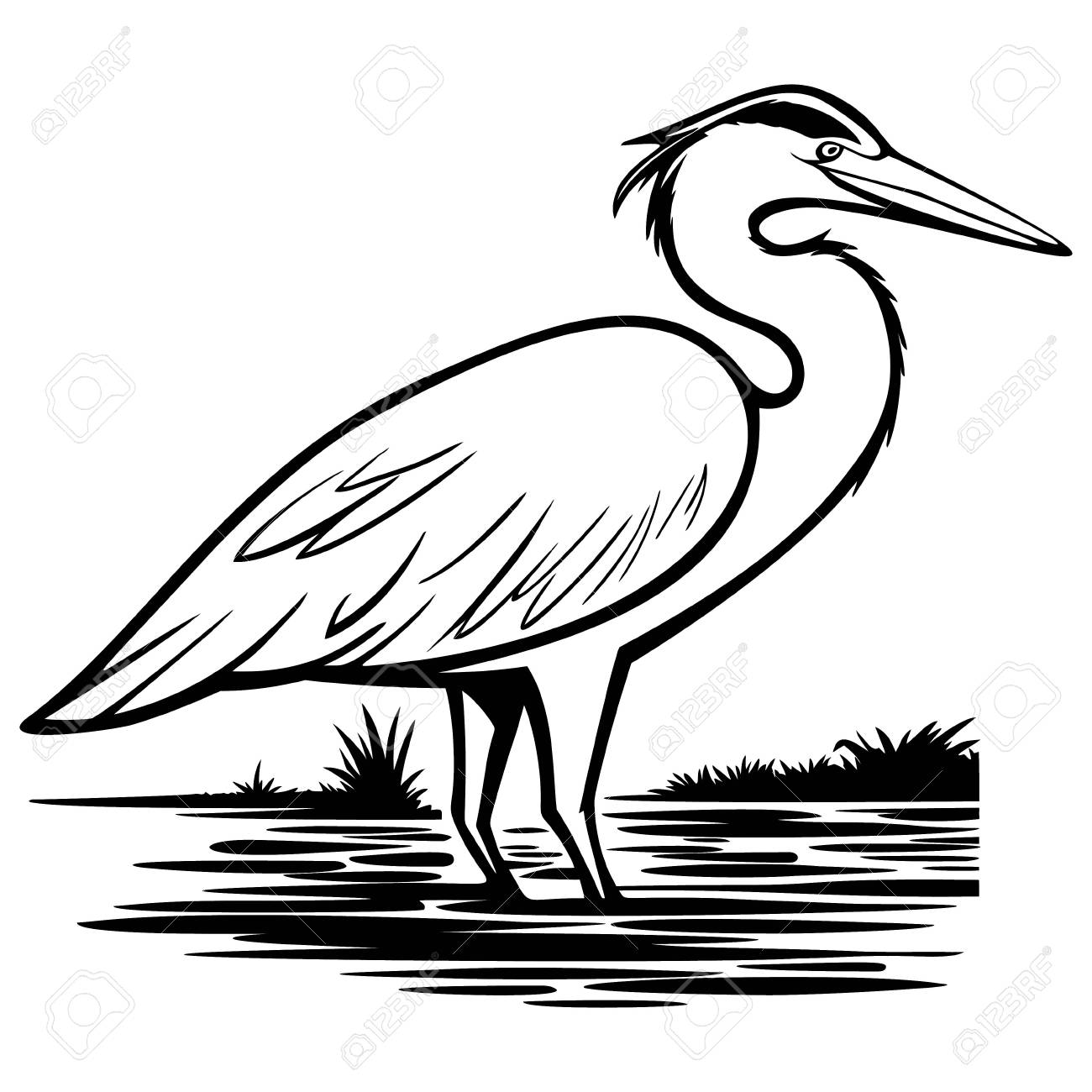 1300x1300 Gray Heron Vector