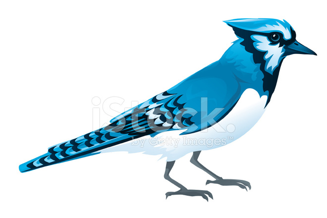 Blue Jay Stock Vector 660x440 Blue Jay Stock Vector