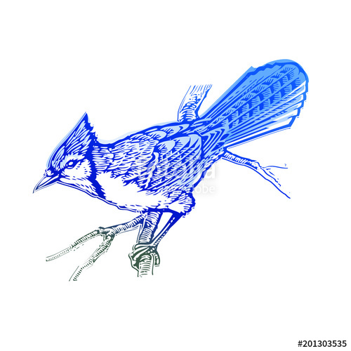Blue Jay Stock Image And Royalty Free Vector 500x500 Blue Jay Stock Image And Royalty Free Vector