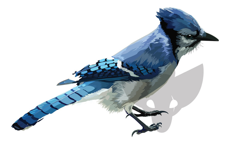 Blue Jay Wallpapers 900x563 Blue Jay Wallpapers