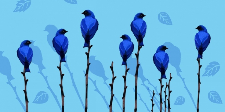 Blue Jay Bird Free Vector Download 737x368 Blue Jay Bird Free Vector Download
