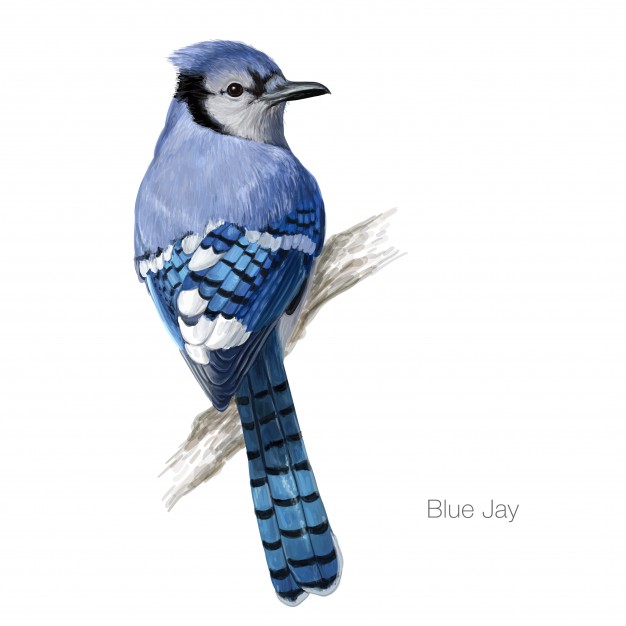 Blue Jay Bird Illustration Vector Premium Download 626x626 Blue Jay Bird Illustration Vector Premium Download