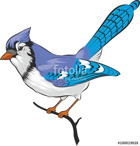 Blue Jay Bird Vector Isolated On White Background Stock Image 478x500 Blue Jay Bird Vector Isolated On White Background Stock Image