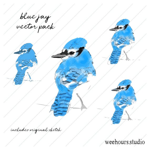 Blue Jay Vector Pack Illustration Drawing Original Art Etsy 570x570 Blue Jay Vector Pack Illustration Drawing Original Art Etsy