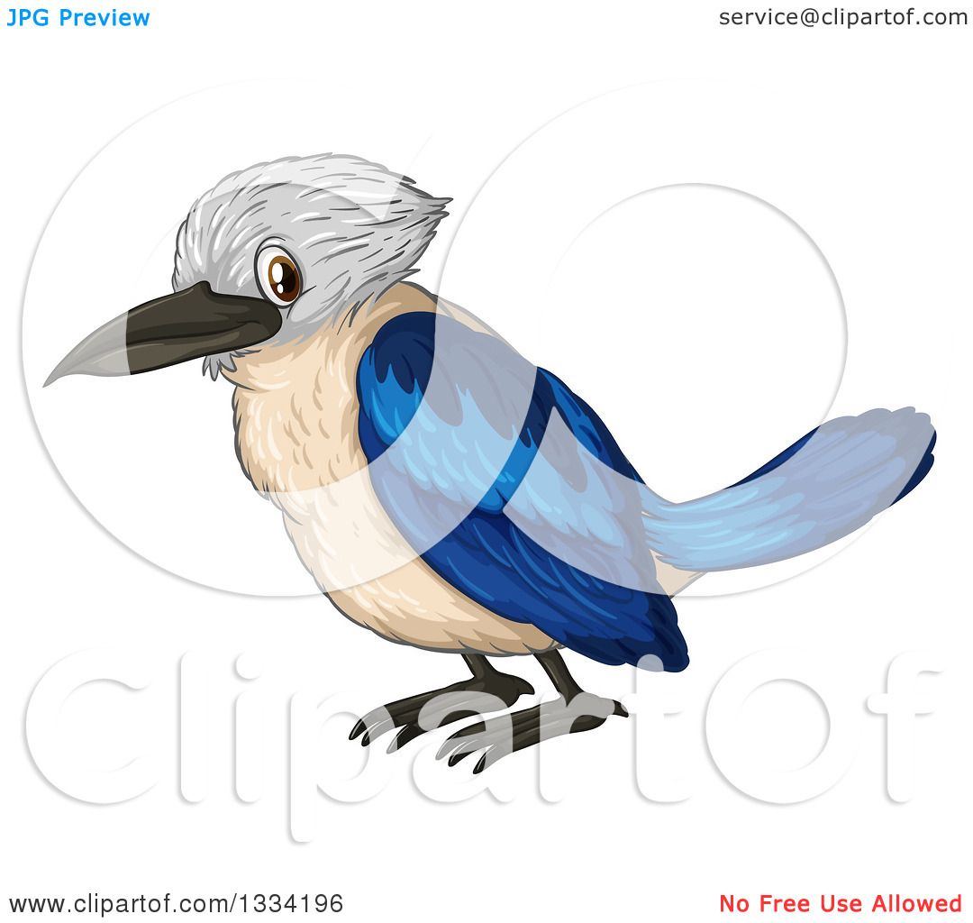 Clipart Of A Blue Jay Bird 1080x1024 Clipart Of A Blue Jay Bird