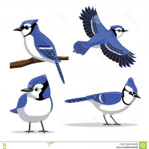 Stylized Black Blue Vector Illustration Bird Steller S Jay Image 300x300 Stylized Black Blue Vector Illustration Bird Steller S Jay Image